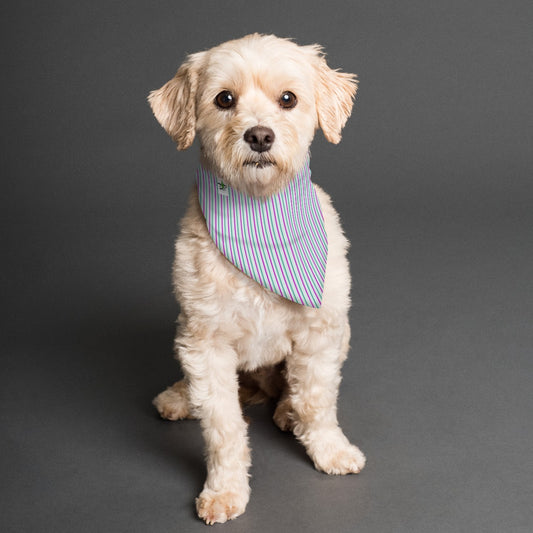 Dizzy Pickle GrayC Reversible Pet Scarf